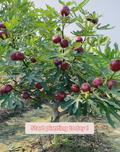 🍑Super gigantyczne nasiona figowca – słodycz brzoskwini w każdym kęsie! 🌟