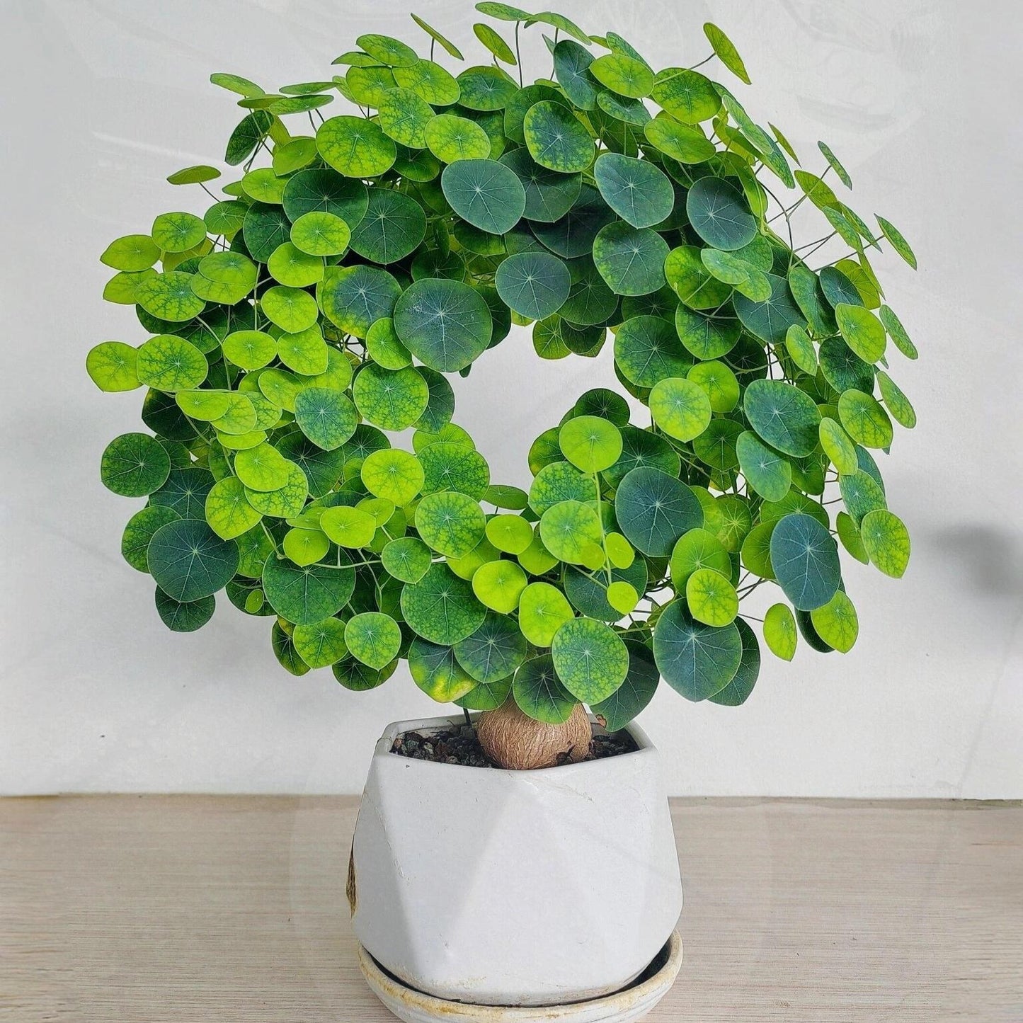 Stephania Erecta: Najsilniejsza roślina doniczkowa dla leniwych