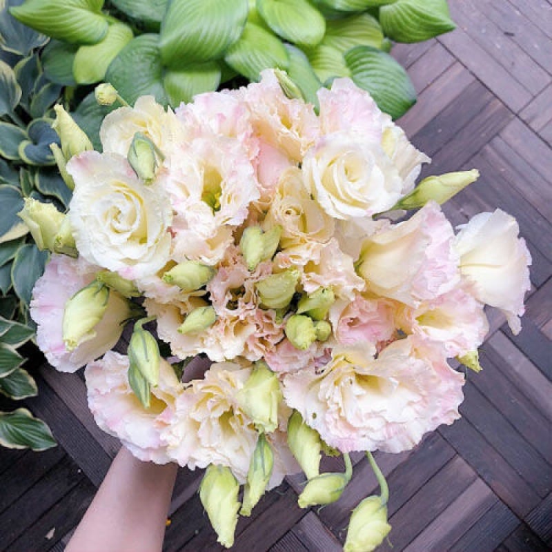 🔥Τελευταία μέρα πώλησης💝Eustoma Thornless Rose💐Σπόροι Lisianthus-GR