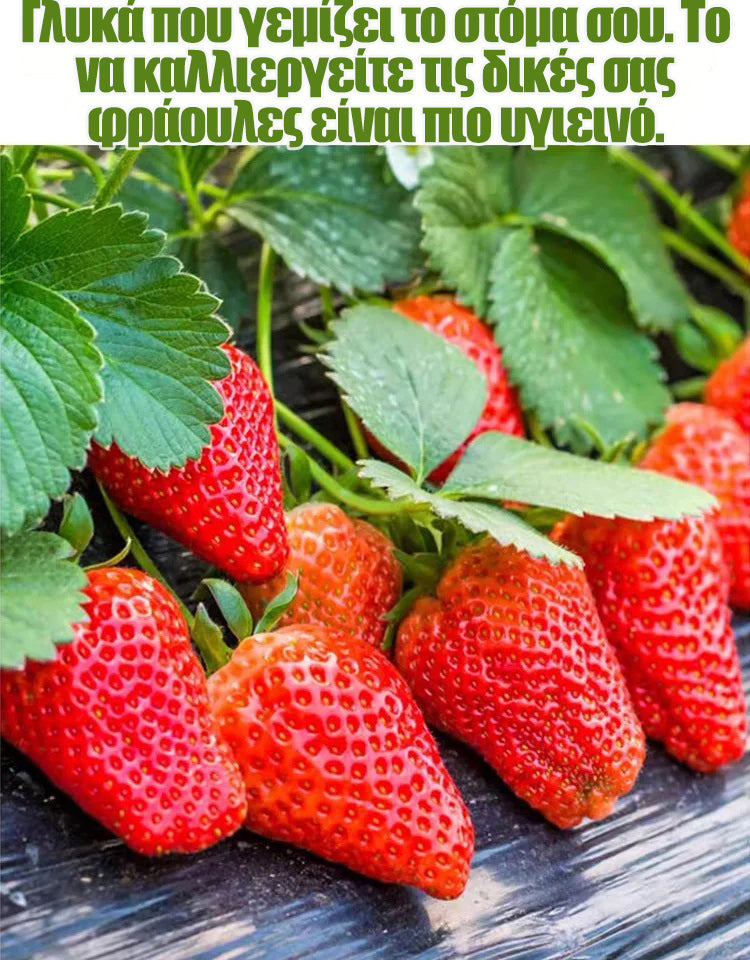 Κρεμοσπόροι φραουλάς τεσσάρων εποχών-GR 