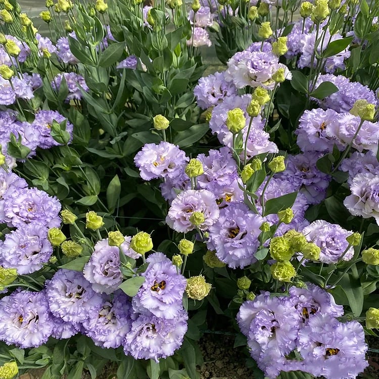 🔥Posledný deň predaja💝Eustoma beztŕňová ruža💐Semená Lisianthus-SK