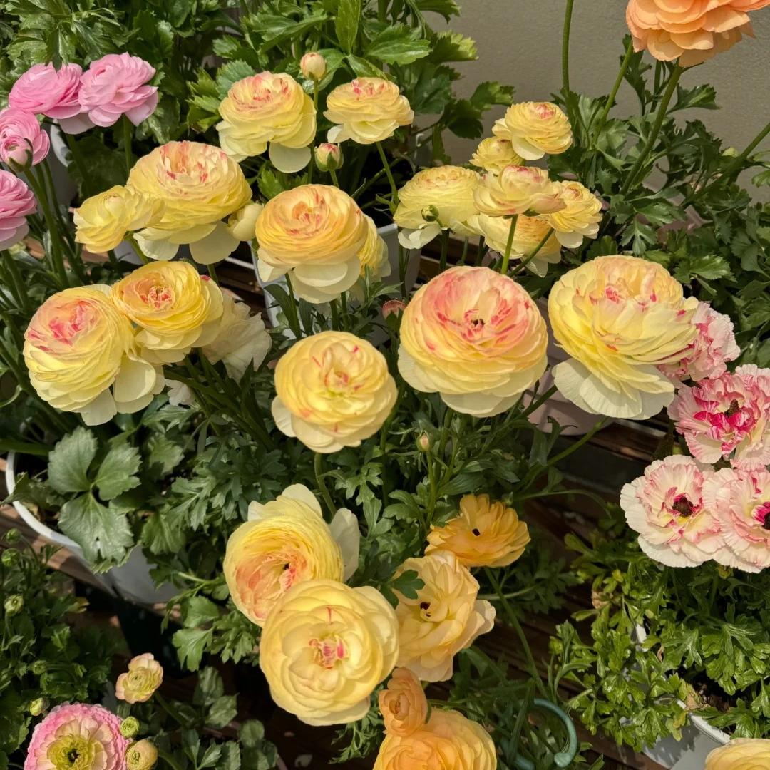 Vėdryno svogūnėliai – subtilūs, elegantiški, nepamirštami 🌸-LT
