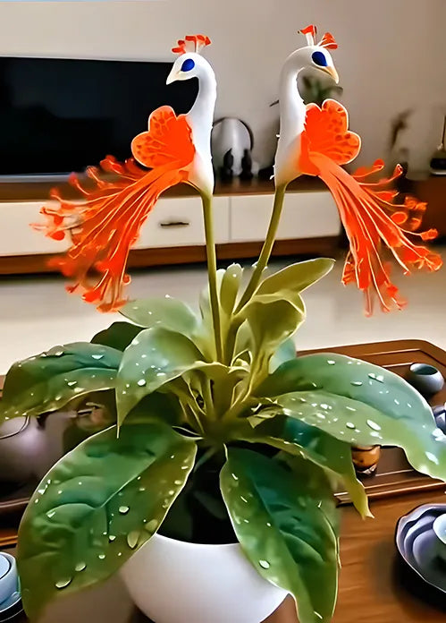🌺 Páva orchidea magok