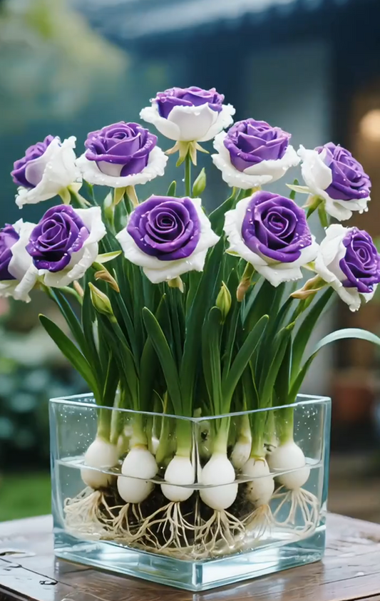 🌈Hydroponiczne, rzadkie, dwukolorowe cebulki róż: kolorowy cud natury 🌹