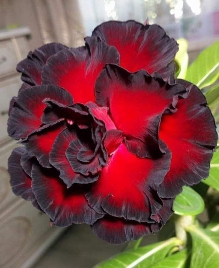 🔥Wyhoduj Królową Pustyni – teraz w obniżonej cenie!🎁 😍Uwielbia kwitnąć, długi okres kwitnienia 🌵 Róża Pustyni