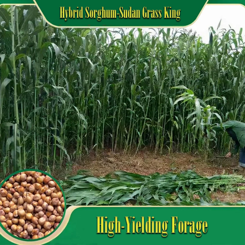 🌿Hybrydowa odmiana sorgo-trawa sudańska✅Wysokopudowne nasiona paszowe