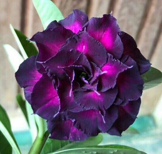 🔥Wyhoduj Królową Pustyni – teraz w obniżonej cenie!🎁 😍Uwielbia kwitnąć, długi okres kwitnienia 🌵 Róża Pustyni