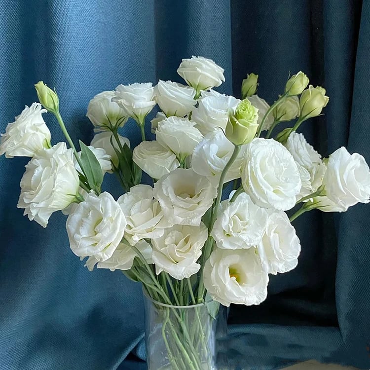🔥Posledný deň predaja💝Eustoma beztŕňová ruža💐Semená Lisianthus-SK
