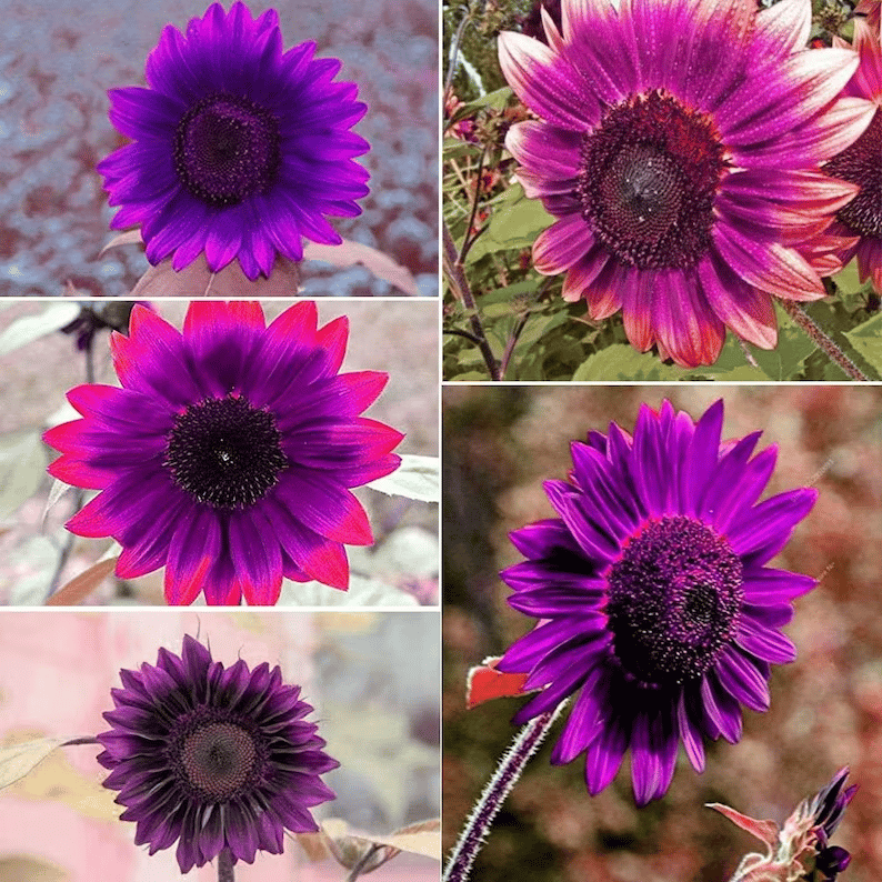 💜Retų saulėgrąžų augalų sodas - milžiniškos violetinės saulėgrąžų sėklos-LT