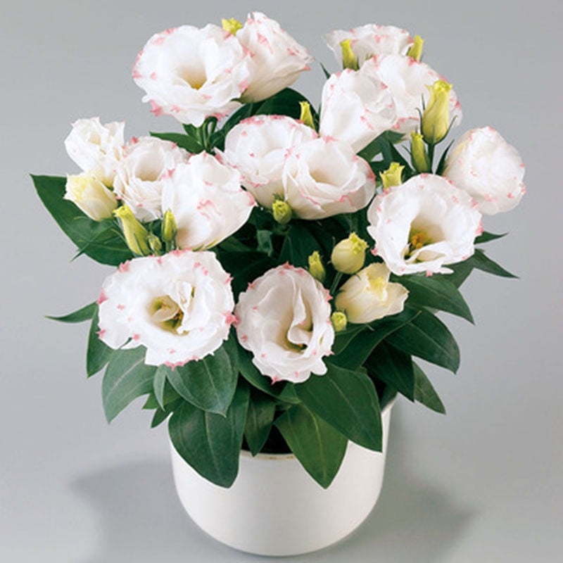 🔥Paskutinė išpardavimo diena💝Eustoma bespygliuočių rožė💐Lisianthus sėklos-LT