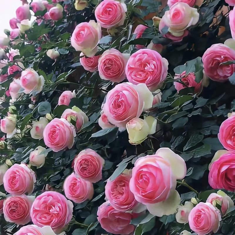🌈 Kiváló minőségű futórózsák 🌹 Gyorsan növő, könnyen gondozható és nagyon illatos ✨ Tökéletes bármilyen kertbe