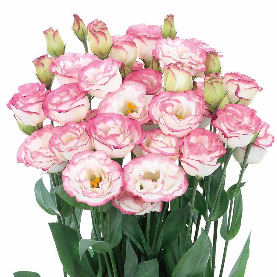 🔥Posledný deň predaja💝Eustoma beztŕňová ruža💐Semená Lisianthus-SK
