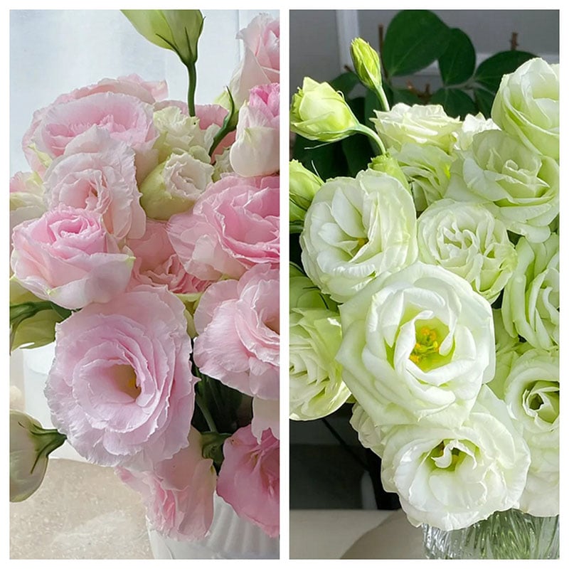 🔥Posledný deň predaja💝Eustoma beztŕňová ruža💐Semená Lisianthus-SK