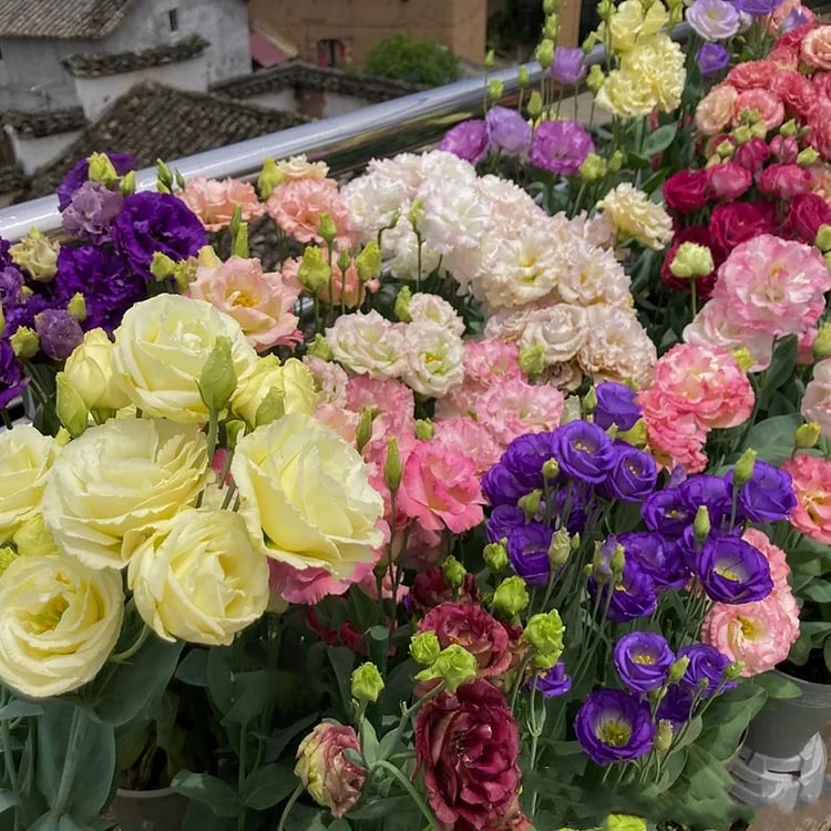 🔥Posledný deň predaja💝Eustoma beztŕňová ruža💐Semená Lisianthus-SK