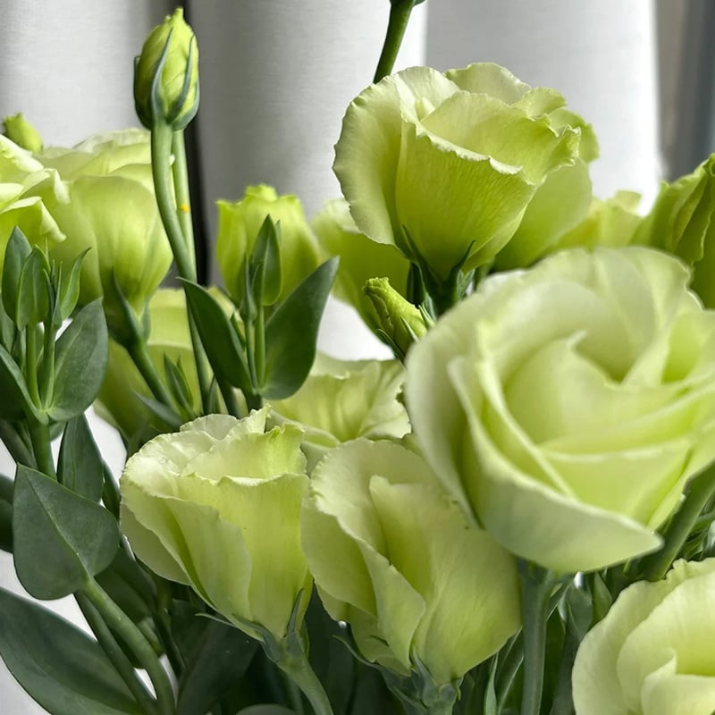 🔥Paskutinė išpardavimo diena💝Eustoma bespygliuočių rožė💐Lisianthus sėklos-LT