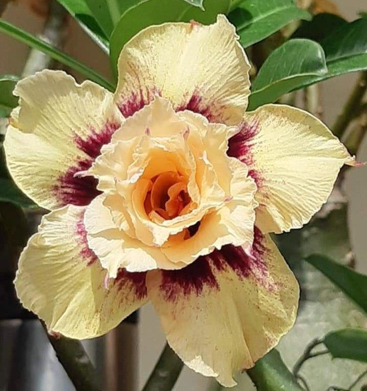 🔥Wyhoduj Królową Pustyni – teraz w obniżonej cenie!🎁 😍Uwielbia kwitnąć, długi okres kwitnienia 🌵 Róża Pustyni