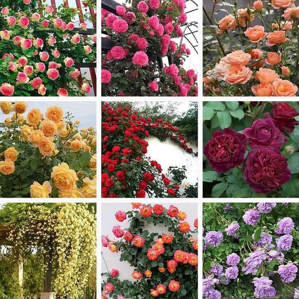 🌈 Kiváló minőségű futórózsák 🌹 Gyorsan növő, könnyen gondozható és nagyon illatos ✨ Tökéletes bármilyen kertbe