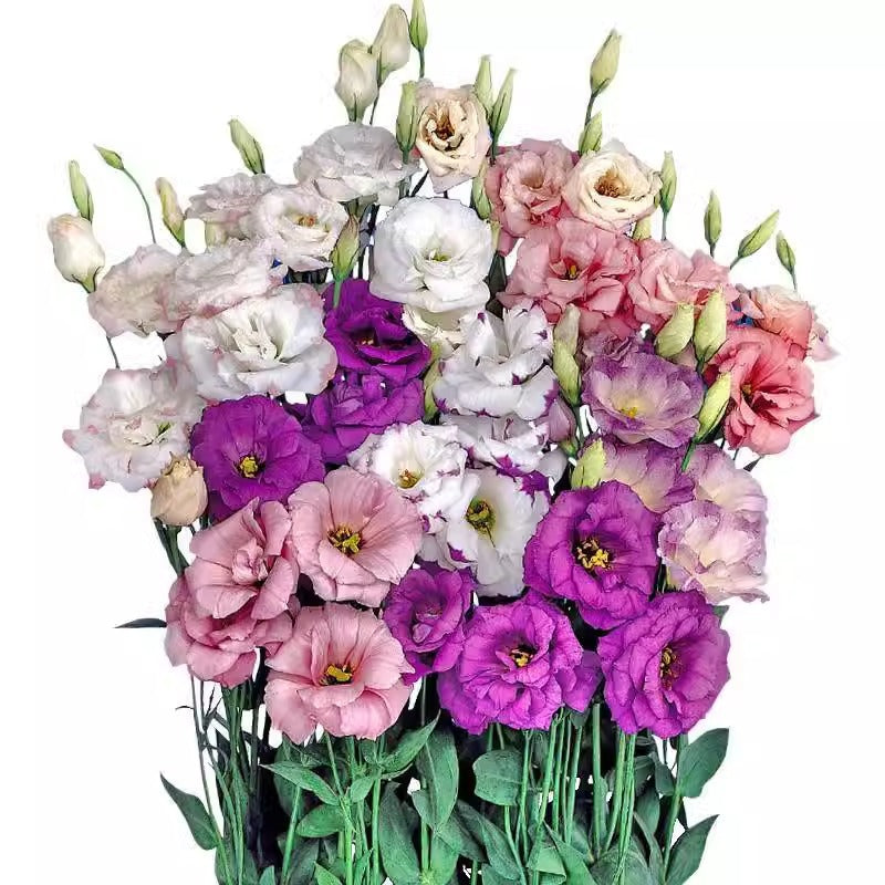 [Virágok fagyos télen is] Kiváló minőségű lisianthus magok [Legalacsonyabb árak online] Korlátozott vásárlási idő, 80% kedvezmény!!! Meglepetés vár rád!