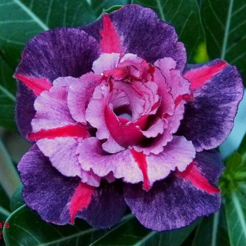 🔥Wyhoduj Królową Pustyni – teraz w obniżonej cenie!🎁 😍Uwielbia kwitnąć, długi okres kwitnienia 🌵 Róża Pustyni