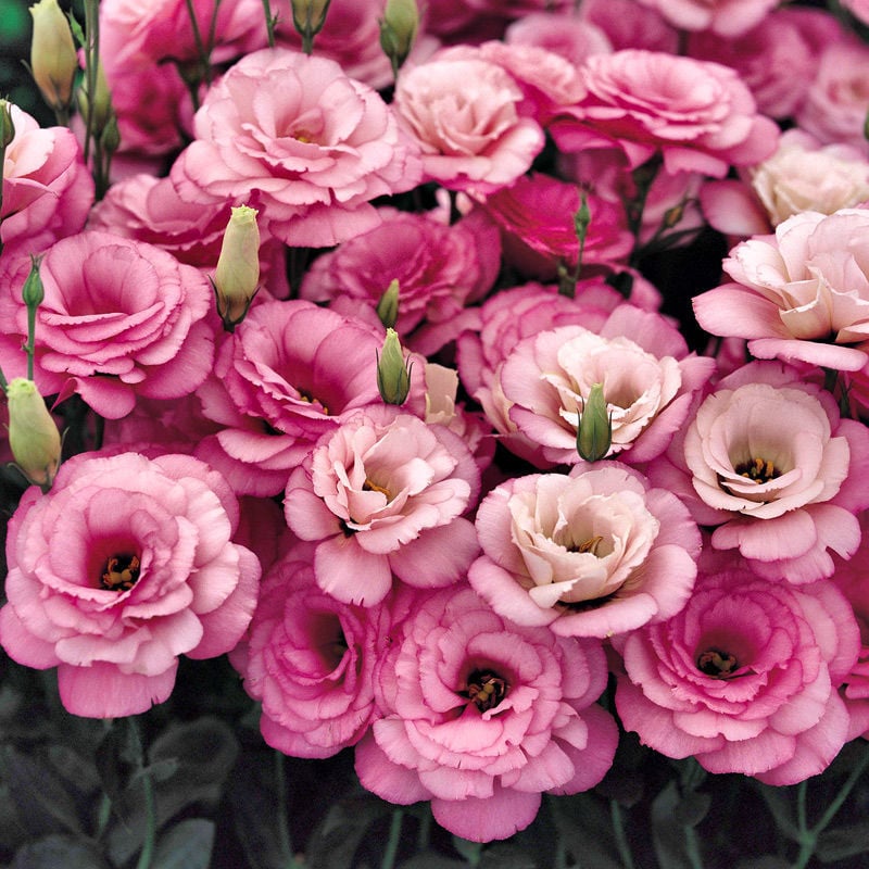 🔥Τελευταία μέρα πώλησης💝Eustoma Thornless Rose💐Σπόροι Lisianthus-GR