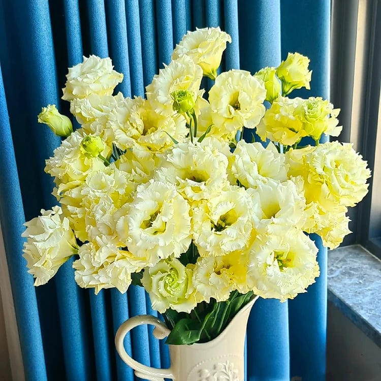 🔥Posledný deň predaja💝Eustoma beztŕňová ruža💐Semená Lisianthus-SK