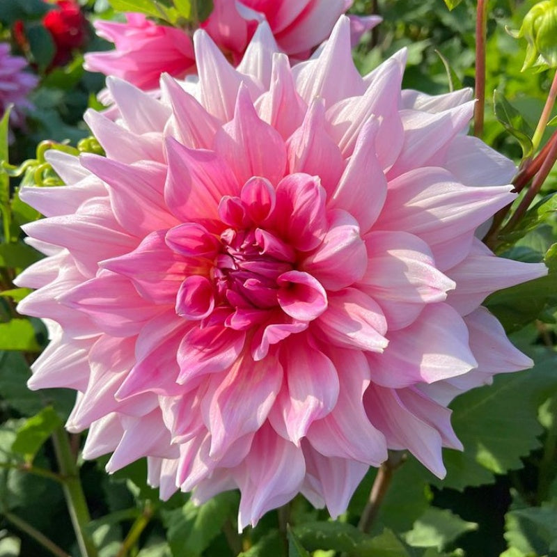 🌸Ritka dupla dáliák – egyedi virágok, amelyek soha nem találhatók meg a hétköznapi kertekben