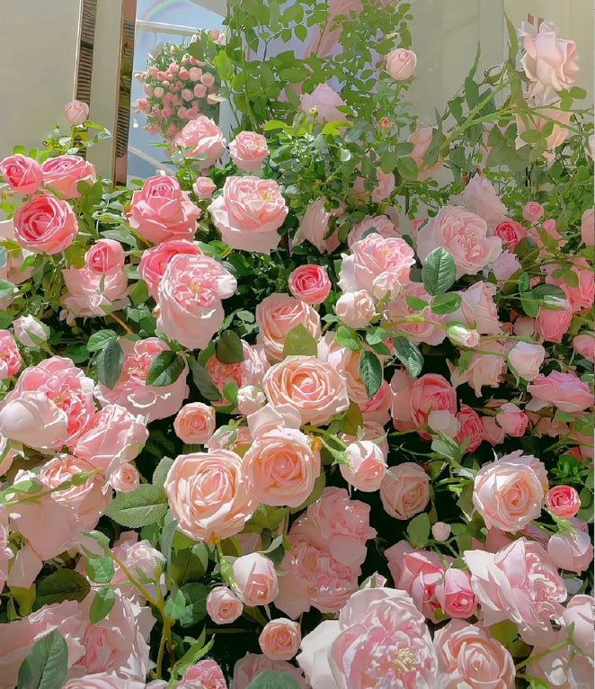 🌺 Laipiojančios rožių sėklos-LT