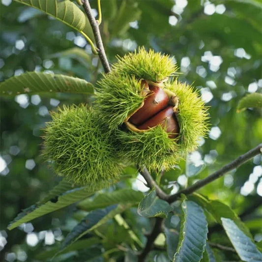 Törpe vadgesztenye magok – édes és aromás diófélék