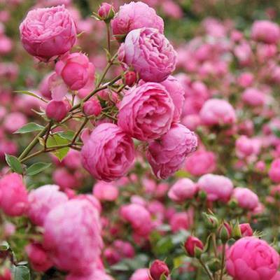 Las semillas de rosa florecen todo el año.