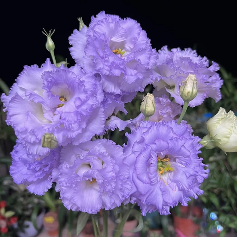 🔥Τελευταία μέρα πώλησης💝Eustoma Thornless Rose💐Σπόροι Lisianthus-GR