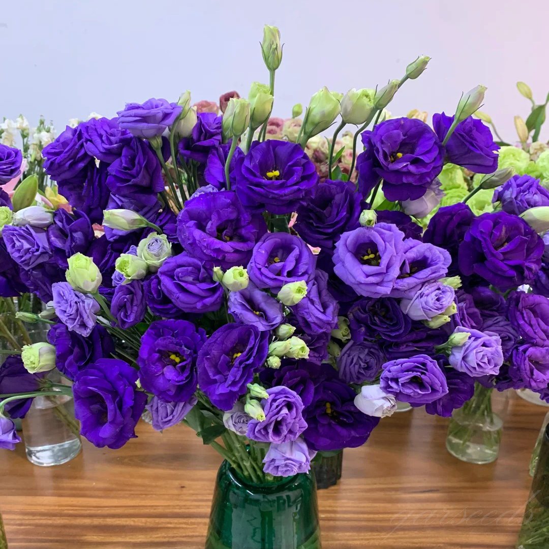 🔥Paskutinė išpardavimo diena💝Eustoma bespygliuočių rožė💐Lisianthus sėklos-LT