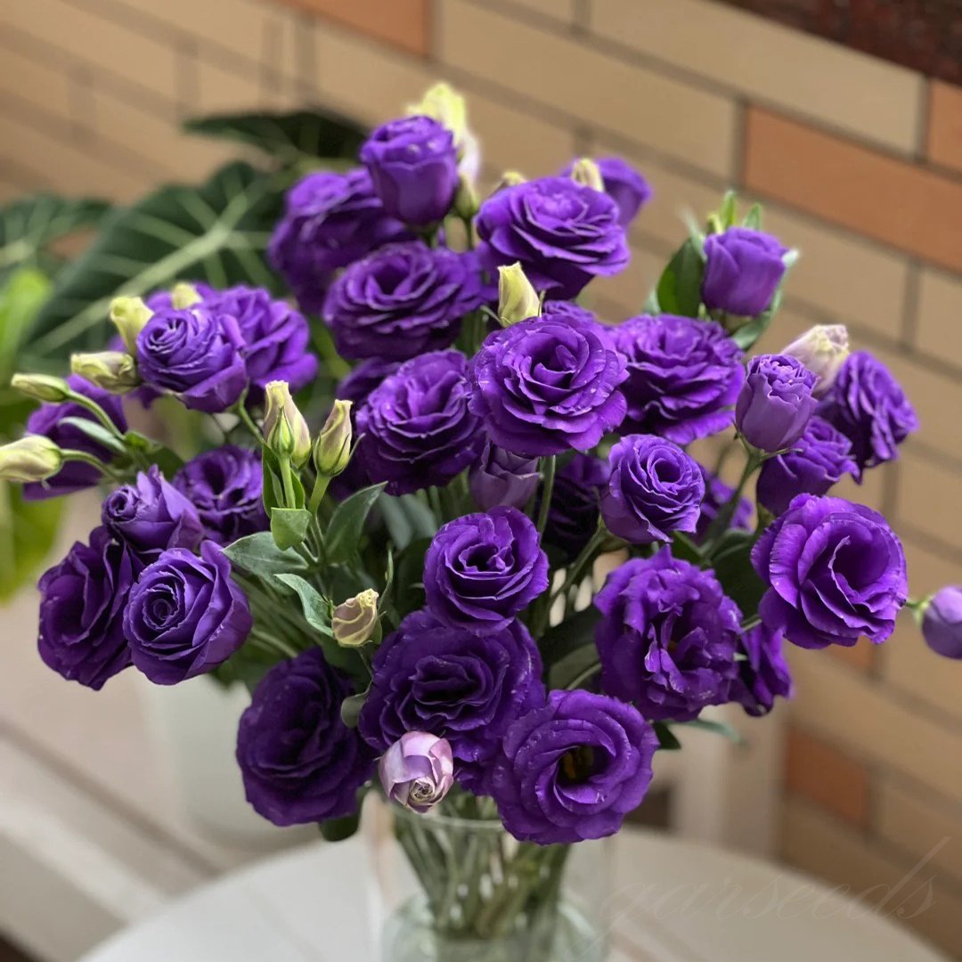 🔥Posledný deň predaja💝Eustoma beztŕňová ruža💐Semená Lisianthus-SK