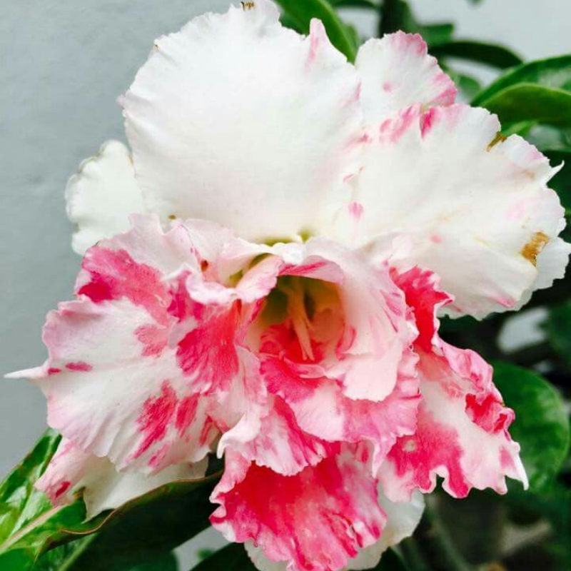 🔥Wyhoduj Królową Pustyni – teraz w obniżonej cenie!🎁 😍Uwielbia kwitnąć, długi okres kwitnienia 🌵 Róża Pustyni