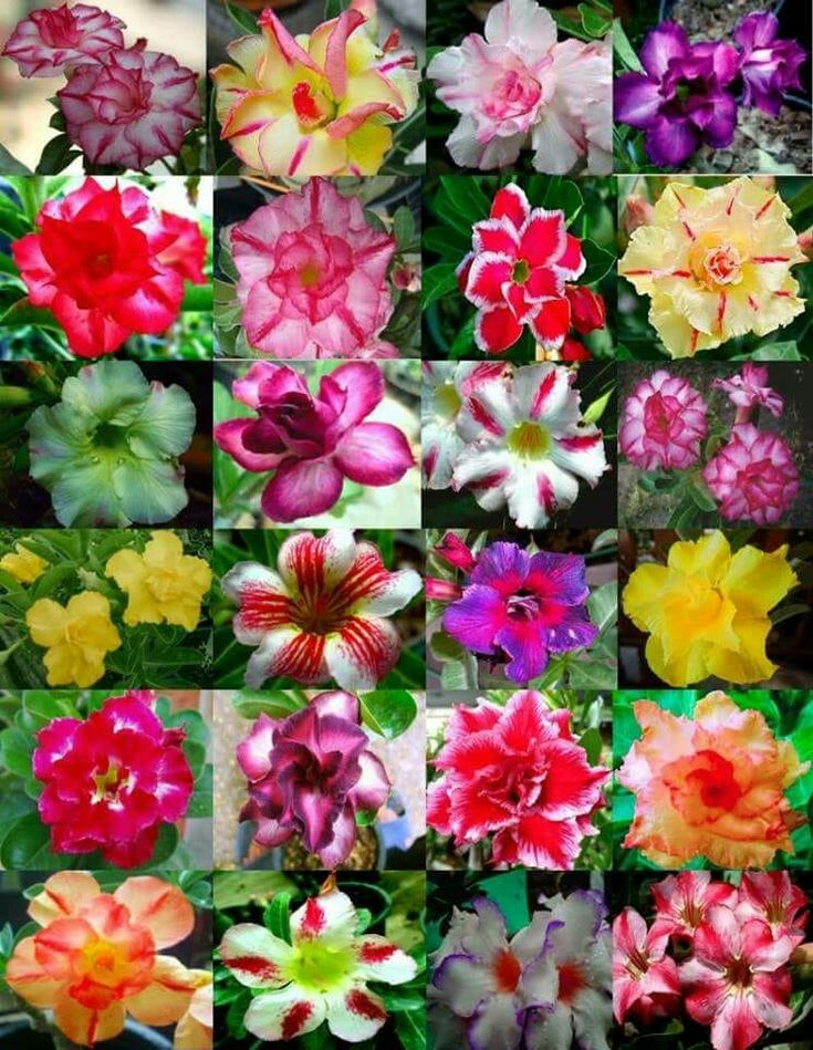 🔥Wyhoduj Królową Pustyni – teraz w obniżonej cenie!🎁 😍Uwielbia kwitnąć, długi okres kwitnienia 🌵 Róża Pustyni