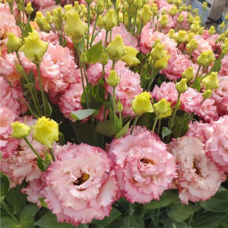 🔥Paskutinė išpardavimo diena💝Eustoma bespygliuočių rožė💐Lisianthus sėklos-LT