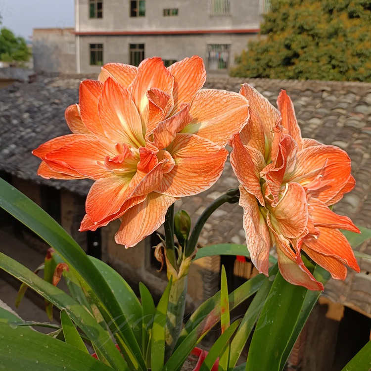 Cebulki amarylisów o podwójnych kwiatach🌼