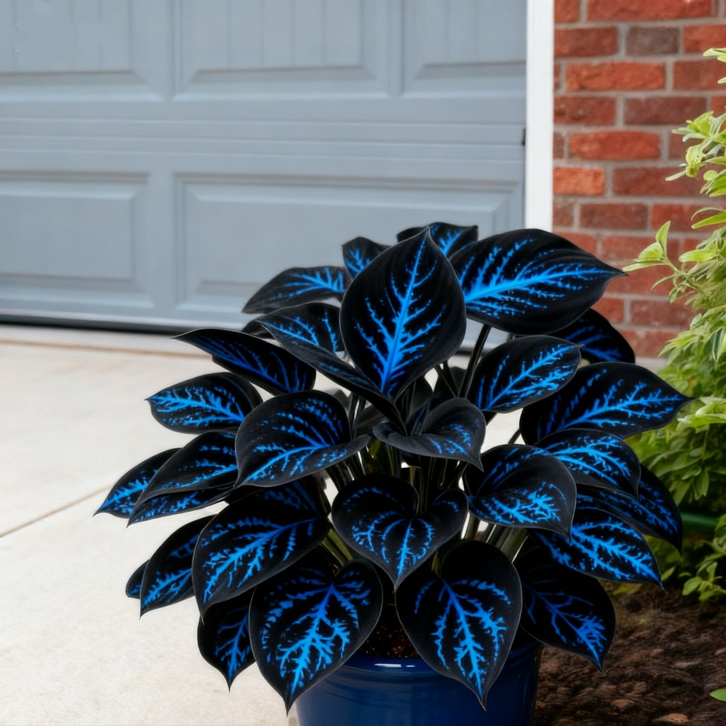 🌈🔥 Limitowana edycja host Rainbow Flame – rzadkie wielokolorowe liście, dostępne wyłącznie w naszym sklepie 🌸