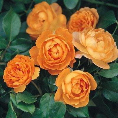 Las semillas de rosa florecen todo el año.