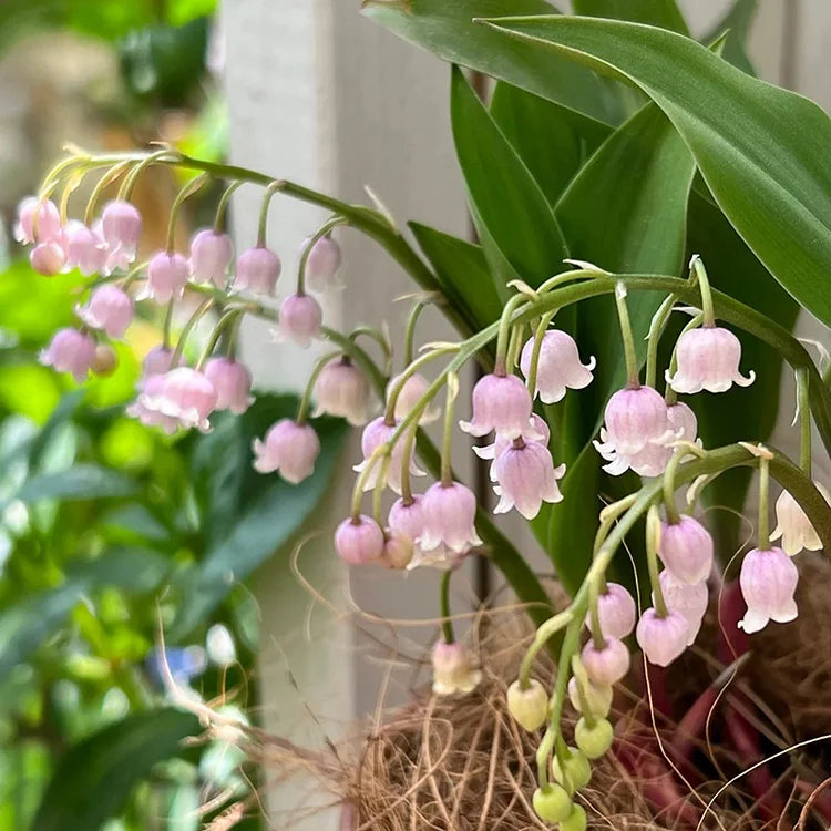 💐LILIA DOLINY – SZCZĘŚCIE PRZYBYWA