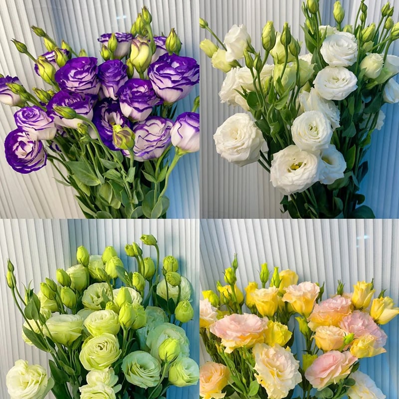 🔥Posledný deň predaja💝Eustoma beztŕňová ruža💐Semená Lisianthus-SK