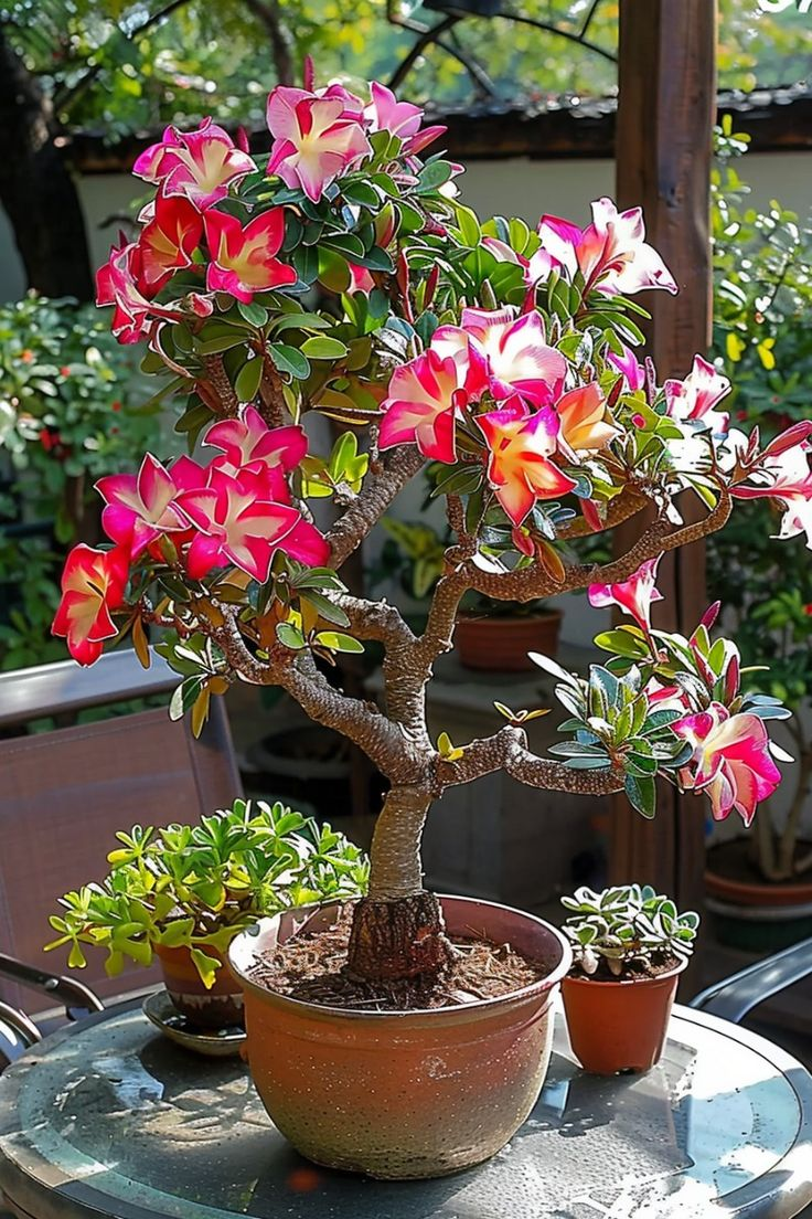 🔥Wyhoduj Królową Pustyni – teraz w obniżonej cenie!🎁 😍Uwielbia kwitnąć, długi okres kwitnienia 🌵 Róża Pustyni