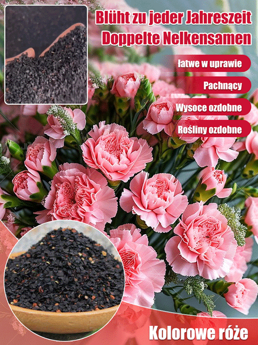 【Kwitnie przez wszystkie sezony】Nasiona goździka pełnego