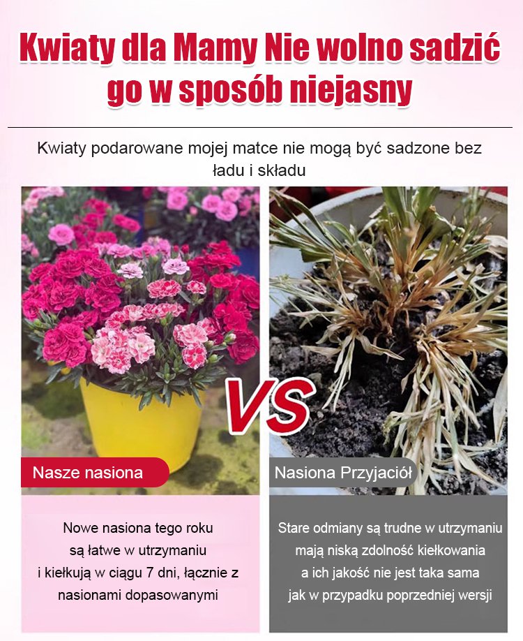 【Kwitnie przez wszystkie sezony】Nasiona goździka pełnego