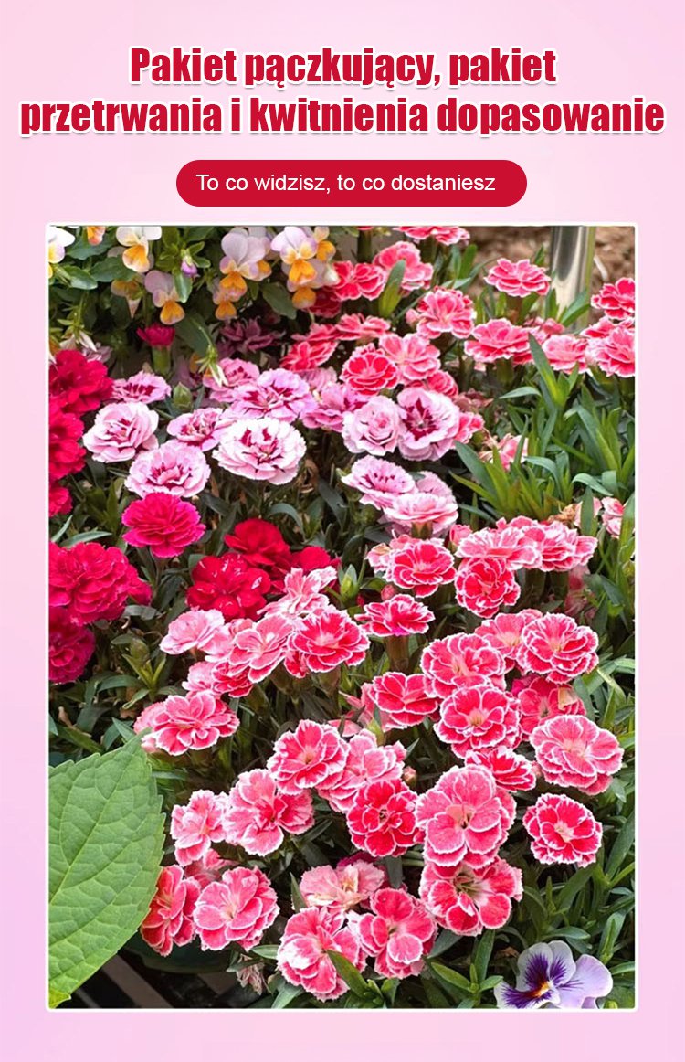 【Kwitnie przez wszystkie sezony】Nasiona goździka pełnego