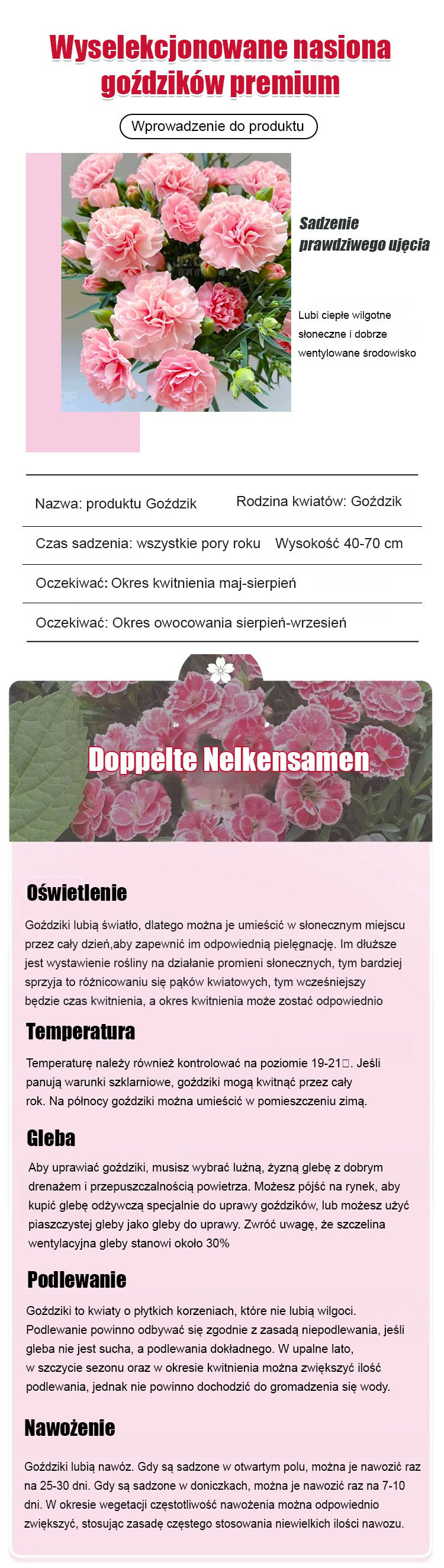 【Kwitnie przez wszystkie sezony】Nasiona goździka pełnego