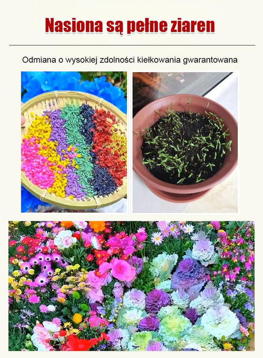 Cztery pory roku kwitnienia - mieszanka nasion kwiatów