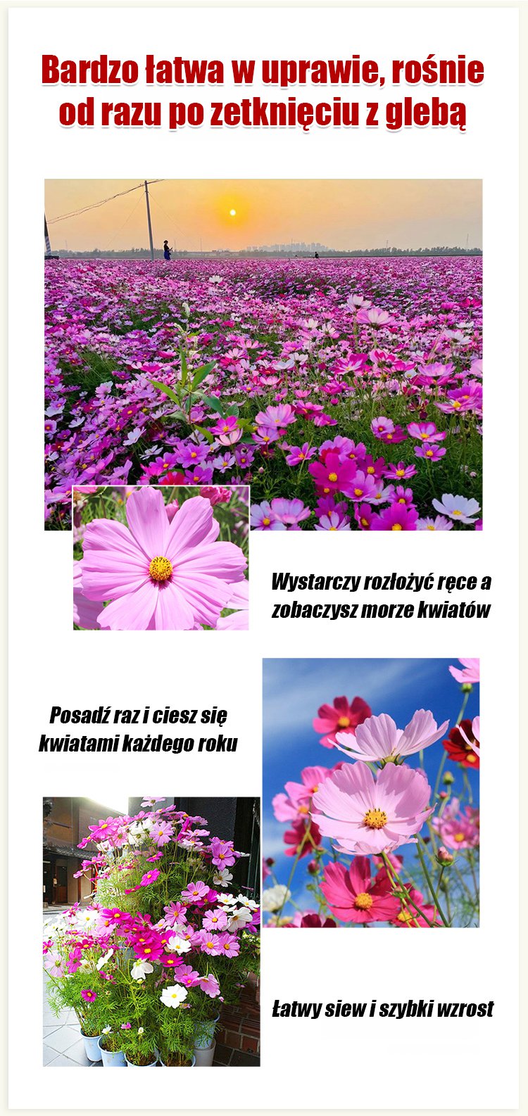 Cztery pory roku kwitnienia - mieszanka nasion kwiatów