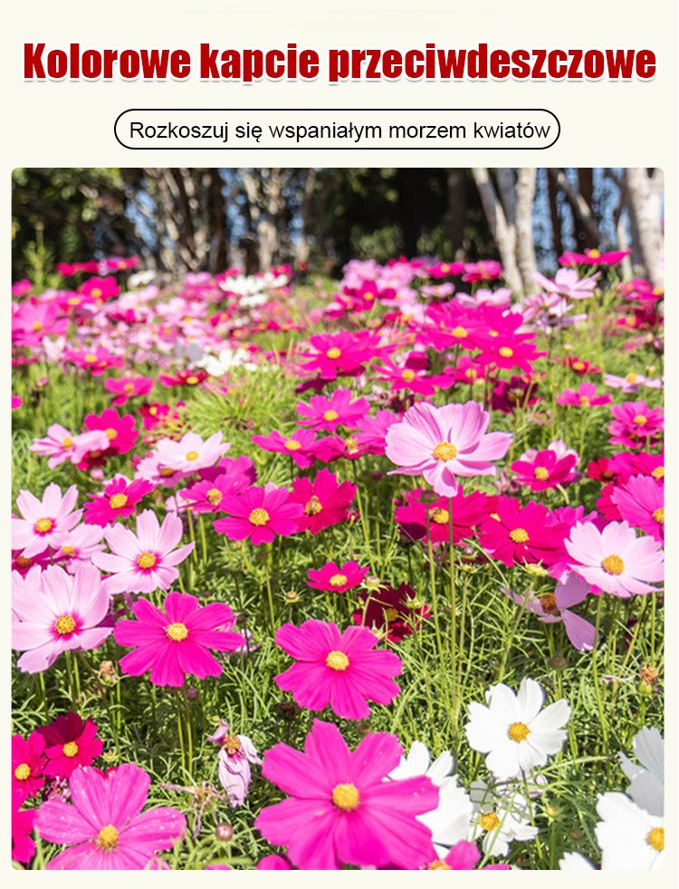 Cztery pory roku kwitnienia - mieszanka nasion kwiatów