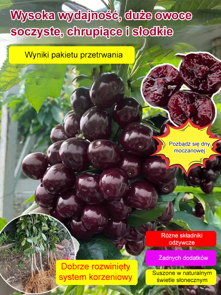 Sadzonka Chelsea Cherry