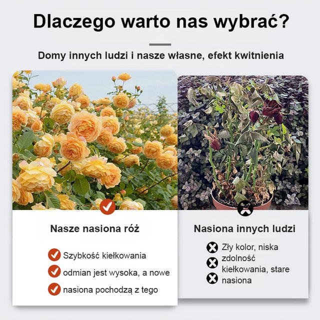 Przynieś miłość i szczęście Tęczowe nasiona róż